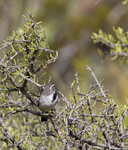Black throated Sparrow 4861